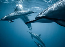 九游官方-开云网站:开启数字化商业新纪元